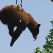 L'ours attaché à des cordes est suspendu en l'air pendant que les pompiers le redescendent de l'arbre à l'aide de leur grande échelle.