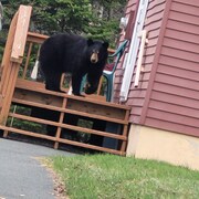 Cet ours ne s'est pas gêné pour monter sur le perron de porte de cette résidence de Beresford.