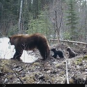 Une vidéo montre deux oursons sortis d'un trou dans le sol, derrière leur mère ourse, en avril 2024.