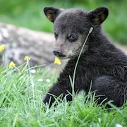 Un ourson au pelage noir assis dans l'herbe