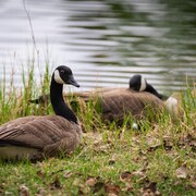 Deux oiseaux couchés sur le bord de l'eau, du gazon vert et quelques feuilles au sol.