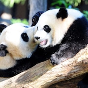 Les pandas Mei Xiang et Bei Bei jouent dans leur enclos au zoo national de Washington.