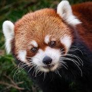 Un panda roux. 