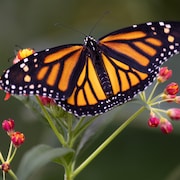 Un papillon monarque aperçu sur une plante à l'Insectarium de Montréal.