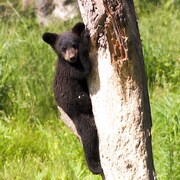 Un ourson appuyé sur un arbre du parc Oméga.