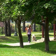 Une femme promène un chien entre les arbres.