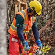 Un employé de Parcs Canada coupe des arbres en forêt.