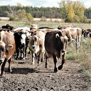 vaches suisse brune
