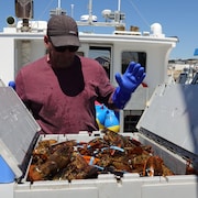 Un pêcheur ouvre un bac rempli de homard.