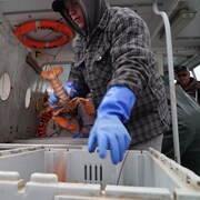 Un aide-pêcheur manipule du homard
