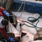 Des flétans au fond d'un bateau de pêche. Un pêcheur manutentionne un bac rempli de poisson.