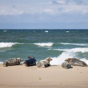 Cinq phoques se prélassent au soleil sur une plage.