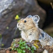 Un pika dans son habitat naturel.
