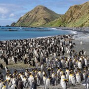 Des pingouins sont rassemblés sur une plage sur l'île Macquarie. Au loin s'élèvent des montagnes.