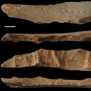 Quatre plans de la planche à découper le cuir fabriquée à partir d'un fragment d'os de grand mammifère.