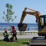Des employés de la Ville de Rimouski sont au travail pour planter les 70 érables. 