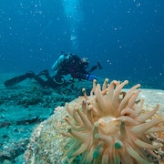 Un plongeur sous l'eau