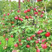 Des arbres alourdis de fruits.