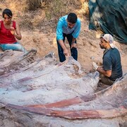 Trois paléontologues travaillent à l'extraction des restes fossilisés.