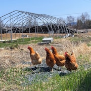 Quatre poules se promènent sur un terrain à l'extérieur.