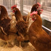 Des poules d'élevages dans une cage 