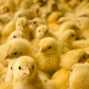 Des dizaines de poussins collés les uns sur les autres.