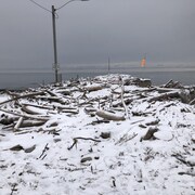 De nombreux arbres morts jonchent le quai.