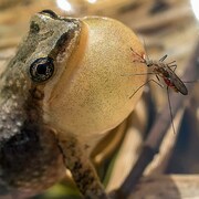 Un moustique s'aventure près d'une rainette faux-grillon.