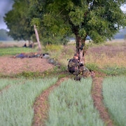 Deux rebelles s'abritent derrière un arbre contre les tirs ennemis.