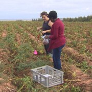 Des chercheuses recueillent des échantillons dans un champ en octobre 2020 à l'Île-du-Prince-Édouard, dans le cadre du programme Laboratoires vivants.