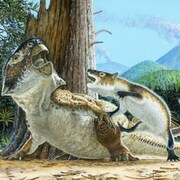 Illustration artistique d'un Repenomamus robustus attaquant un Psittacosaurus lujiatunensis.