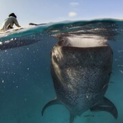 Un requin-baleine dans l'eau, s'approchant de la surface pour se nourrir. Au-dessus de l'eau, on voit un homme de dos assis dans un bateau.