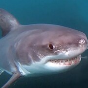 Un requin gris et blanc sous l'eau.