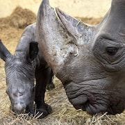 Une femelle rhinocéros et son nouveau-né dans un enclos du Zoo de Toronto.