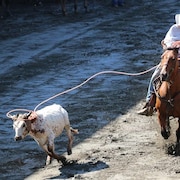 Un cowboy tente d'attraper un bouvillon au lasso au Festival western de Saint-Tite.
