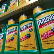Bouteilles de Roundup jaune et vert sur une étagère.