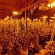Montage photo, avec 2 images, de longues files de plants de cannabis dans une salle éclairée de lumières jaunes.