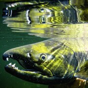 Un saumon kéta adulte sous l'eau, en gros plan