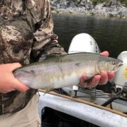 Un pêcheur sur un canot tient un saumon rose dans ses mains.