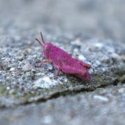 Une sauterelle rose sur du pavé.