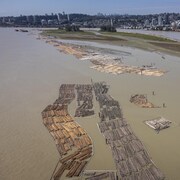 Des centaines de troncs d'arbres flottent dans le fleuve Fraser à Surrey, en Colombie-Britannique.