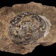 Un oeuf fossilisé de couleur foncée pris dans une roche brune.