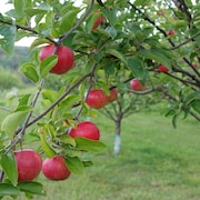 Des pommes sur une branche de pommier.