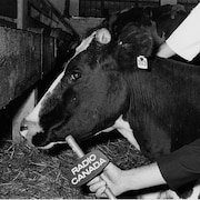 Dans un abattoir, le bras du journaliste Jean-Guy Roy tend le micro de Radio-Canada vers une vache.