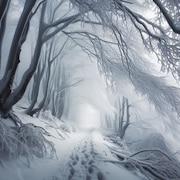 Un sentier enneigé surplombé de branches d’arbres couvertes de neige.
