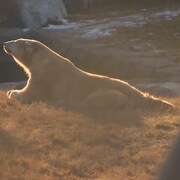 Un des deux ours polaire est couché sur l'herbe.
