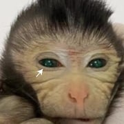 Deux images distinctes montrent la tête d'un singe chimérique et trois doigts.