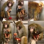 Un singe macaque dans une cage avec un toutou.