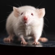 Gros plan sur une une souris de laboratoire.