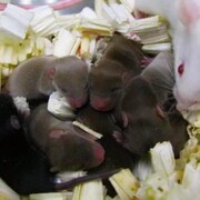 Des souris lyophilisées.